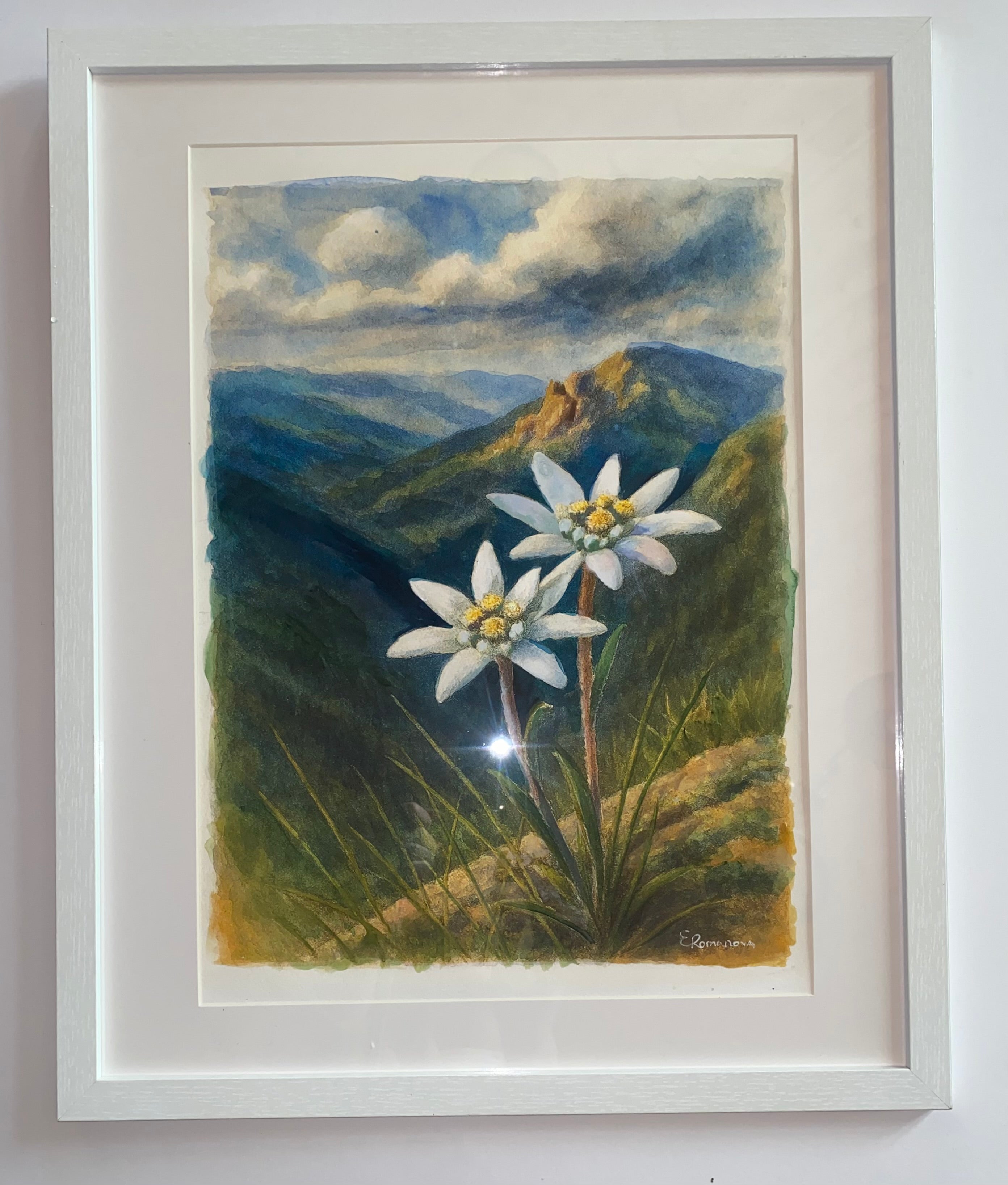 Edelweiss mountain flower | Original Watercolour